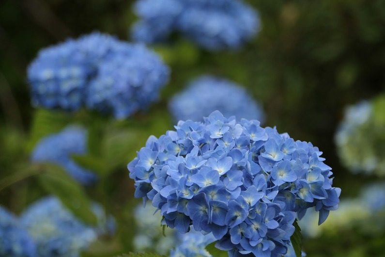 仙台市泉区 七北田ダム湖畔･花自然植物園 泉ボタニカルガーデンに行ってきました