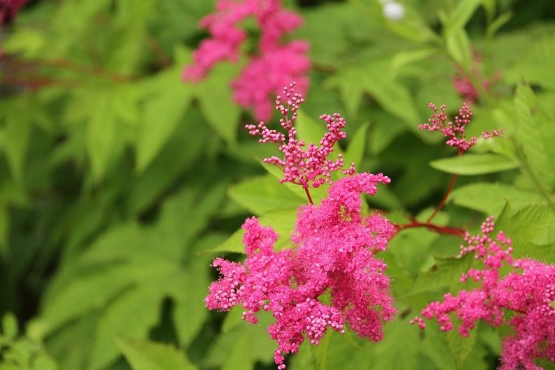 仙台市泉区 七北田ダム湖畔･花自然植物園 泉ボタニカルガーデンに行ってきました