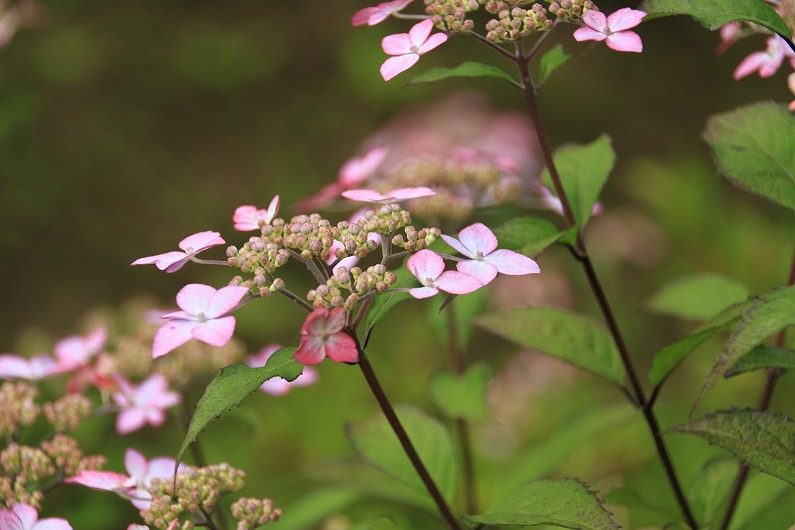 仙台市泉区 七北田ダム湖畔･花自然植物園 泉ボタニカルガーデンに行ってきました