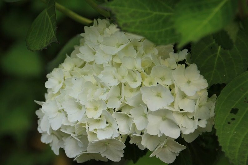 仙台市泉区 七北田ダム湖畔･花自然植物園 泉ボタニカルガーデンに行ってきました