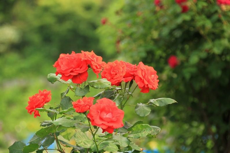 仙台市泉区 七北田ダム湖畔･花自然植物園 泉ボタニカルガーデンに行ってきました