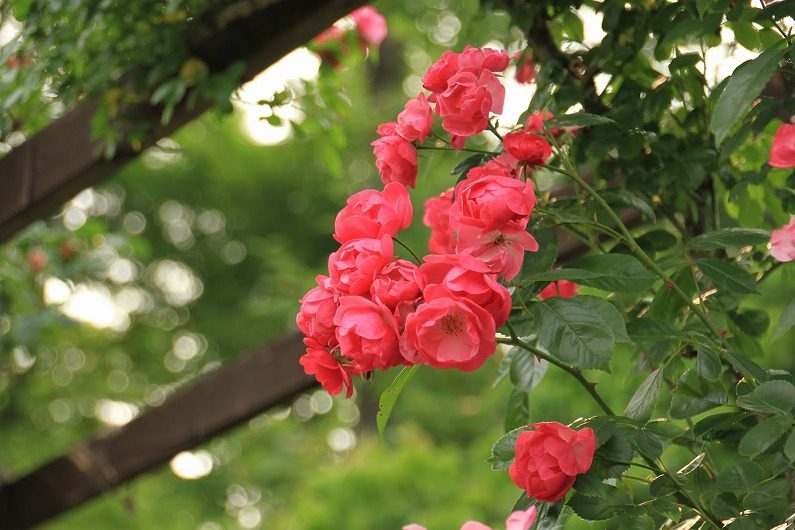 仙台市泉区 七北田ダム湖畔･花自然植物園 泉ボタニカルガーデンに行ってきました