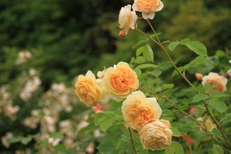 仙台市泉区 七北田ダム湖畔･花自然植物園 泉ボタニカルガーデンに行ってきました