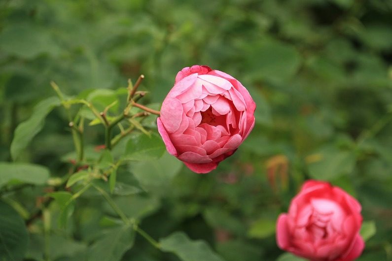 仙台市泉区 七北田ダム湖畔･花自然植物園 泉ボタニカルガーデンに行ってきました