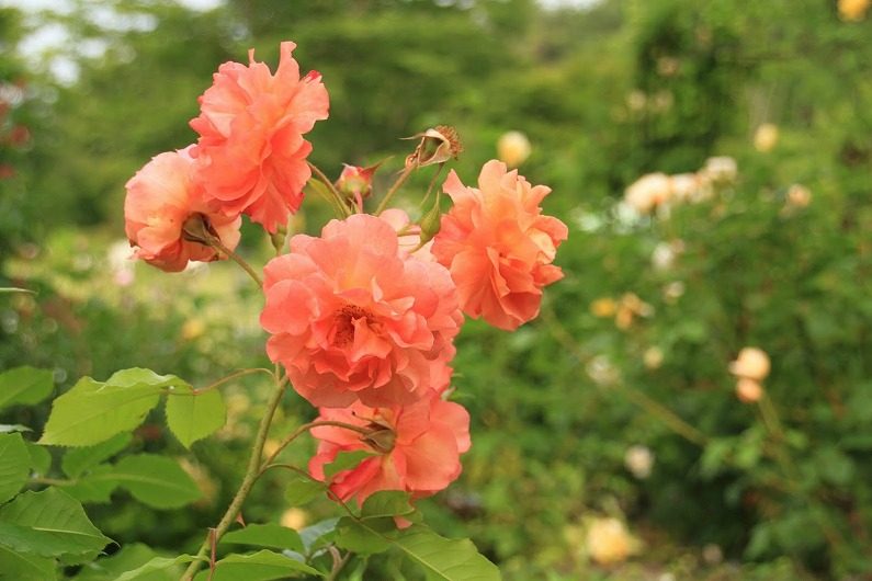 仙台市泉区 七北田ダム湖畔･花自然植物園 泉ボタニカルガーデンに行ってきました