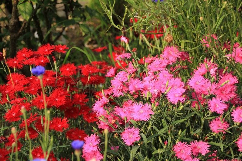 仙台市泉区 七北田ダム湖畔･花自然植物園 泉ボタニカルガーデンに行ってきました