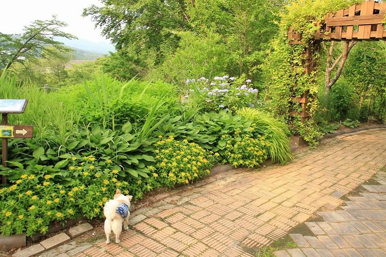 仙台市泉区 七北田ダム湖畔･花自然植物園 泉ボタニカルガーデンに行ってきました