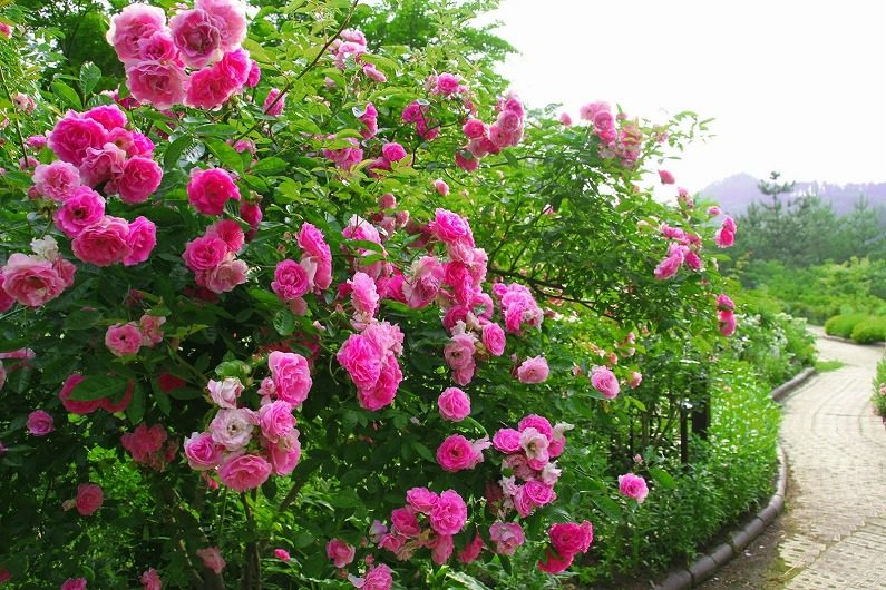 仙台市泉区 七北田ダム湖畔･花自然植物園 泉ボタニカルガーデンに行ってきました