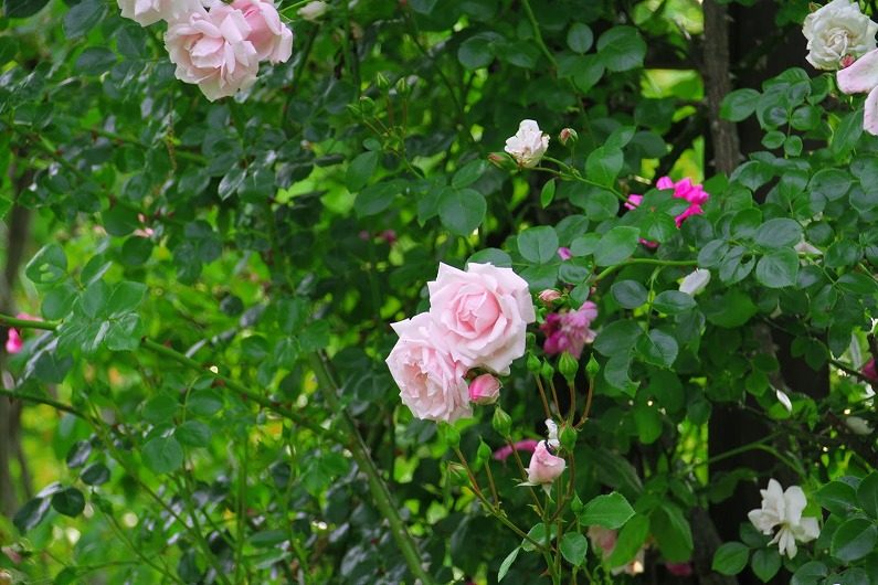 仙台市泉区 七北田ダム湖畔･花自然植物園 泉ボタニカルガーデンに行ってきました